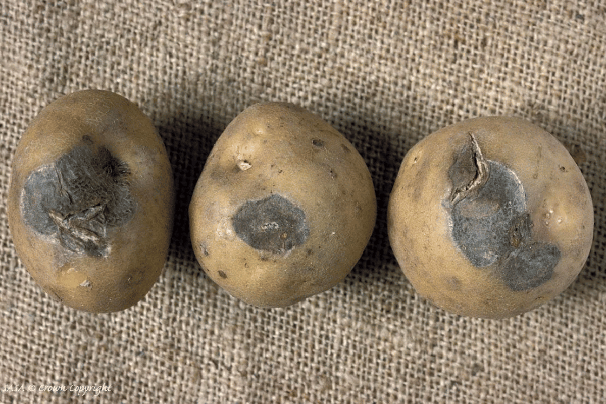 Fusarium dry rot in potato tubers.png